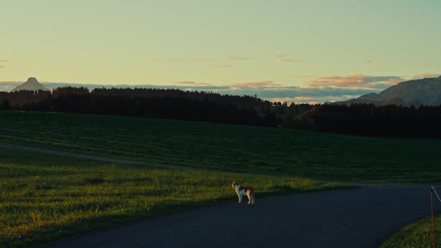 A orange and white cat walks down a narrow paved road between grassy fields at sunset with a dark tree line and mountain peaks silhouetted against a pastel sky in the background