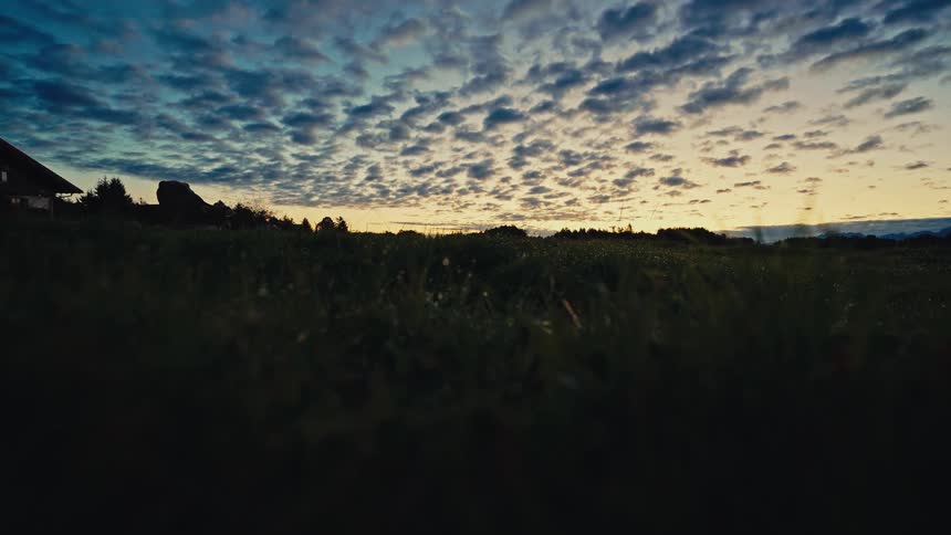 The cow grazes at sunrise