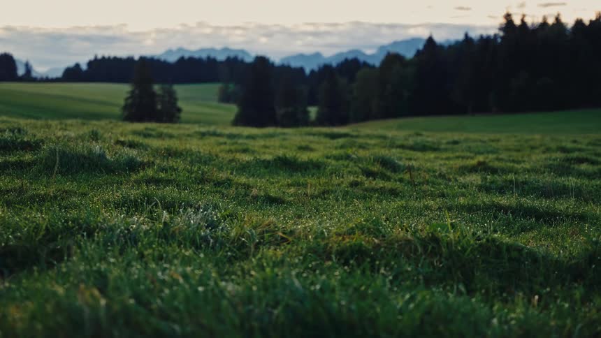 The lowangle video shows a gentle pushin shot over a dewy green grassy meadow in the foreground leading toward a dark line of evergreen trees and hazy blue mountains in the distance under a soft diffused evening sky