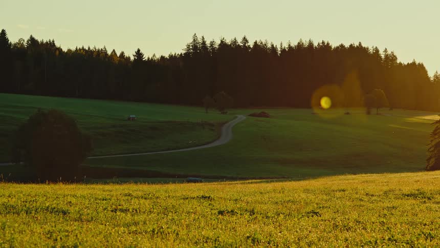 A forest sits behind a large grassy area with the sun shining on it