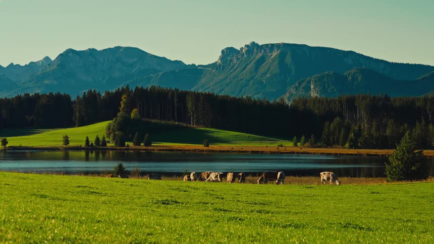 Group of cows grazing near a lake with mountains in the background
