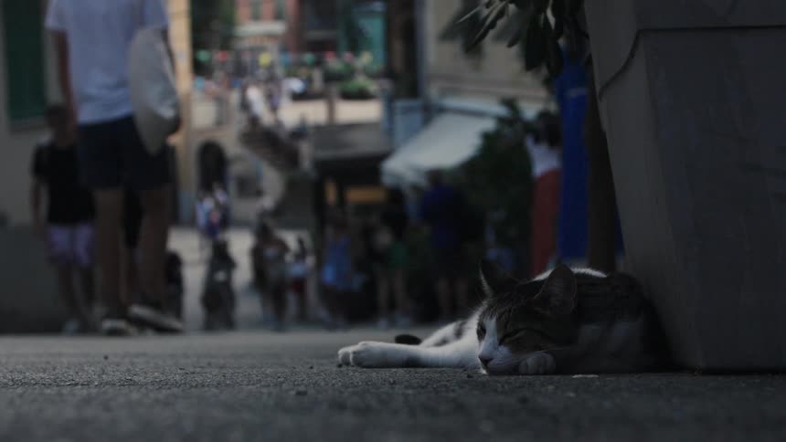 A cat sleeps peacefully in the foreground next to a planter on a city sidewalk while blurred people walk past in the background