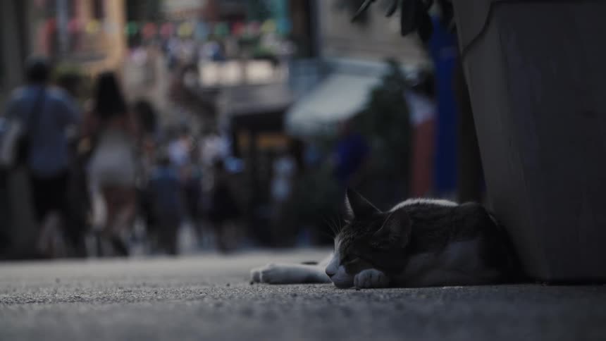 A lowangle streetlevel shot captures a white and brown tabby cat resting in the shadow of a large planter on a sidewalk the background is blurred with the movement of pedestrians walking past on a busy urban street