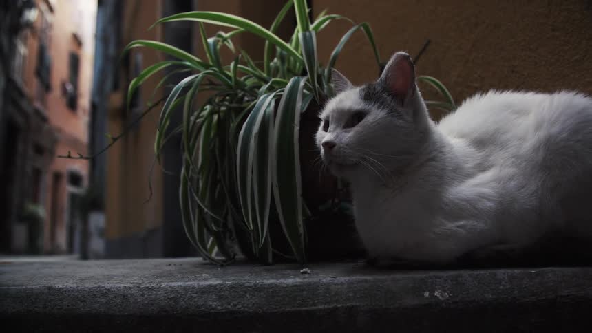 The white cat sits by the plant