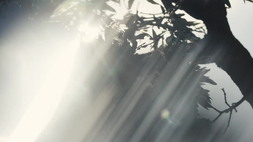 The bright sun shines through the branches