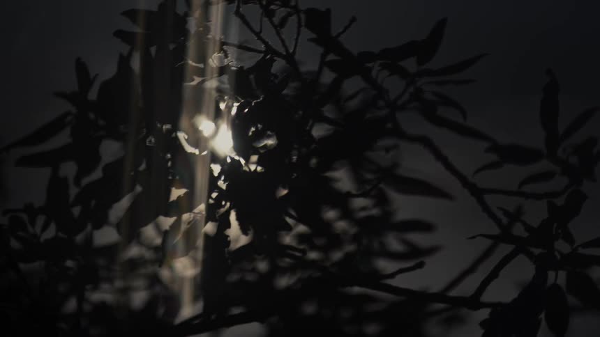 A strong beam of light shines directly into the lens and is partially blocked by the silhouette of dark leaves and branches
