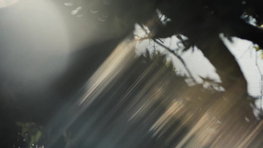 The sun glares on the branches of the tree