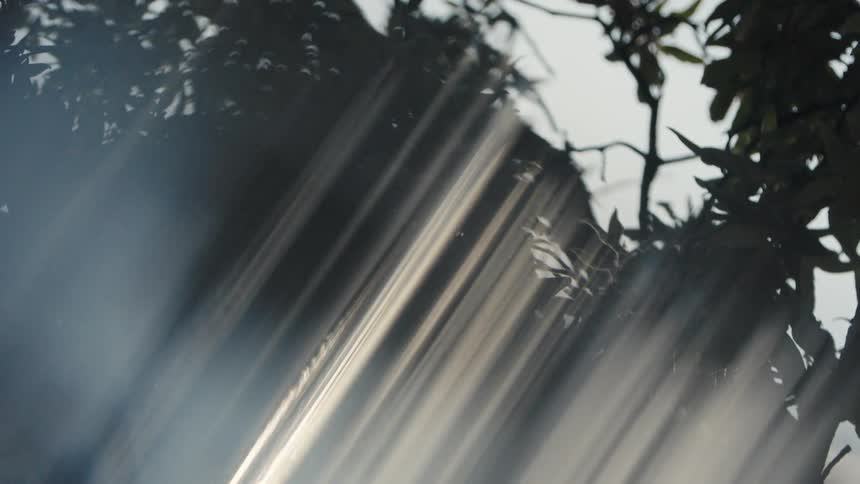 Sunbeams pass through leaves and mist beneath tree canopy