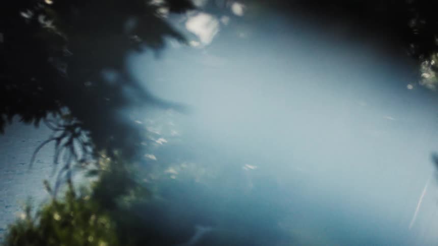 The sun shines on the trees by the shore