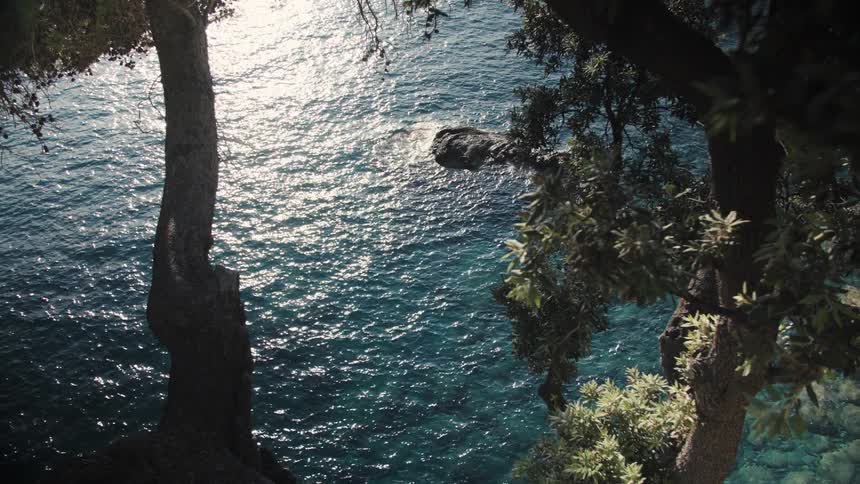 The trees hang over the shore line