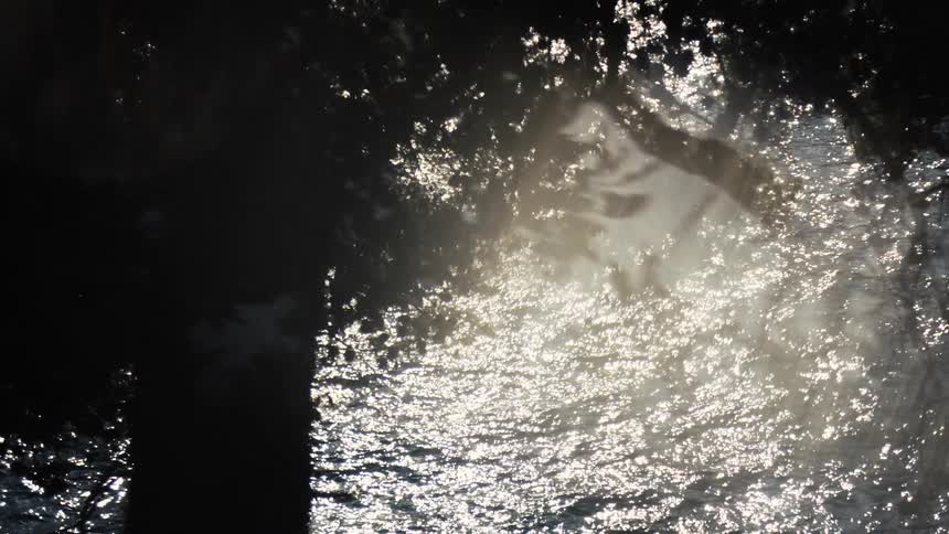 Light reflections pass through the trees and shimmer on the waters surface
