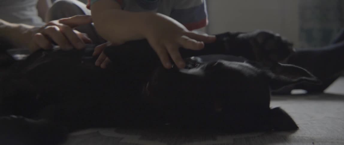 Young toddler boy showing love and care to a domestic pet dog inside his home.