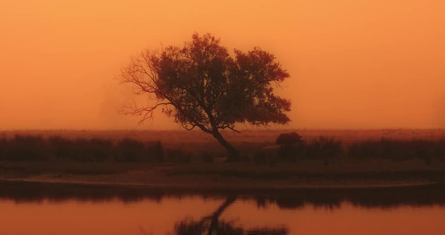 A dark silhouetted tree stands on a low bank and reflects in a calm body of water under a sky dominated by a solid orange color and a layer of atmospheric haze