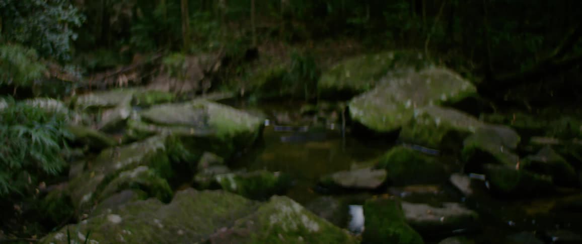 A shallow stream shows multiple large rocks covered with green plant material amongst dark flowing water in a heavily vegetated outdoor area
