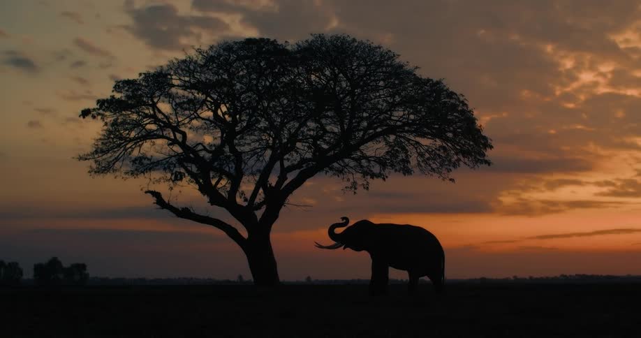 The elephant reaches its trunk up towards the tree