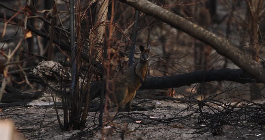 A small brown marsupial stands on a dirt ground among charred sticks and blackened trees and looks directly toward the camera in a postfire woodland environment
