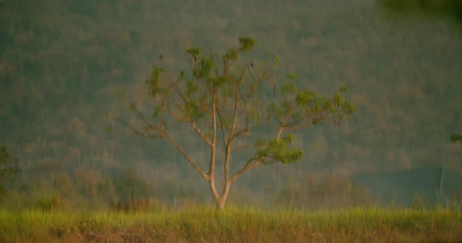 Lone tree in a green field with blurred hills in the background