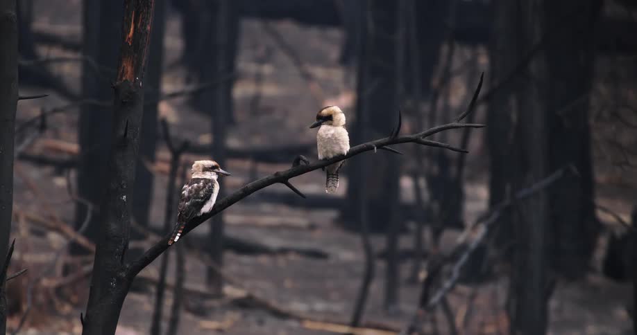 Two mediumsized birds with lightcolored plumage sit stationary on a dark dead branch amidst a forest composed of charred tree trunks