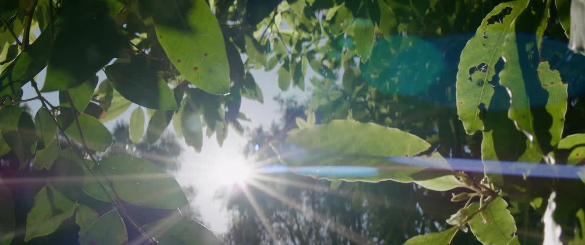 The sun flares into the green forest