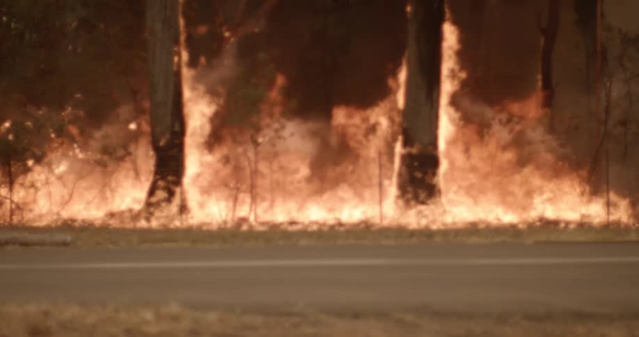 Wildfire engulfs vegetation near the roadside