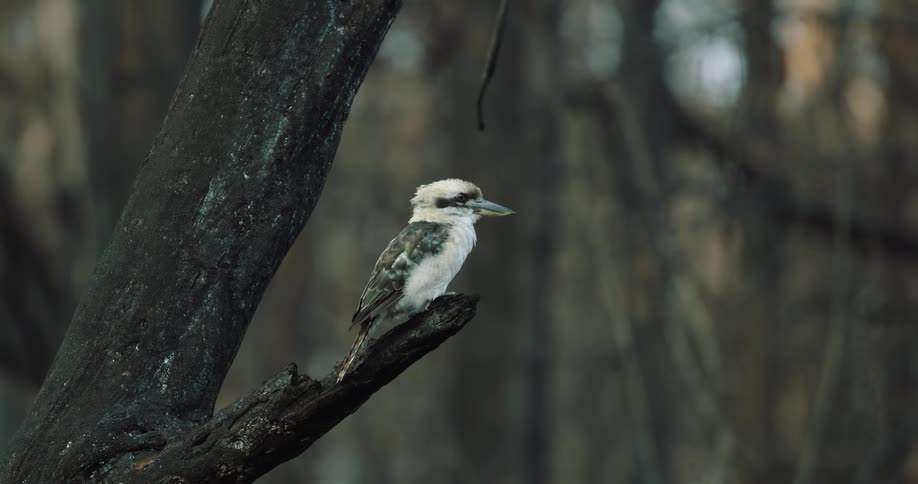 A midshot captures an australian kookaburra perched on a charred dark tree branch in a hazy burntout forest setting the bird is mostly white and light brown and looks around before suddenly flying away from the branch
