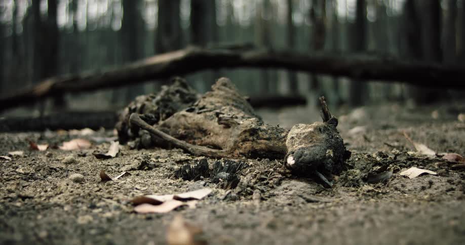 The decomposing remains of a small animal lie on bare dirt ground scattered with dead leaves in the foreground of a treefilled forest