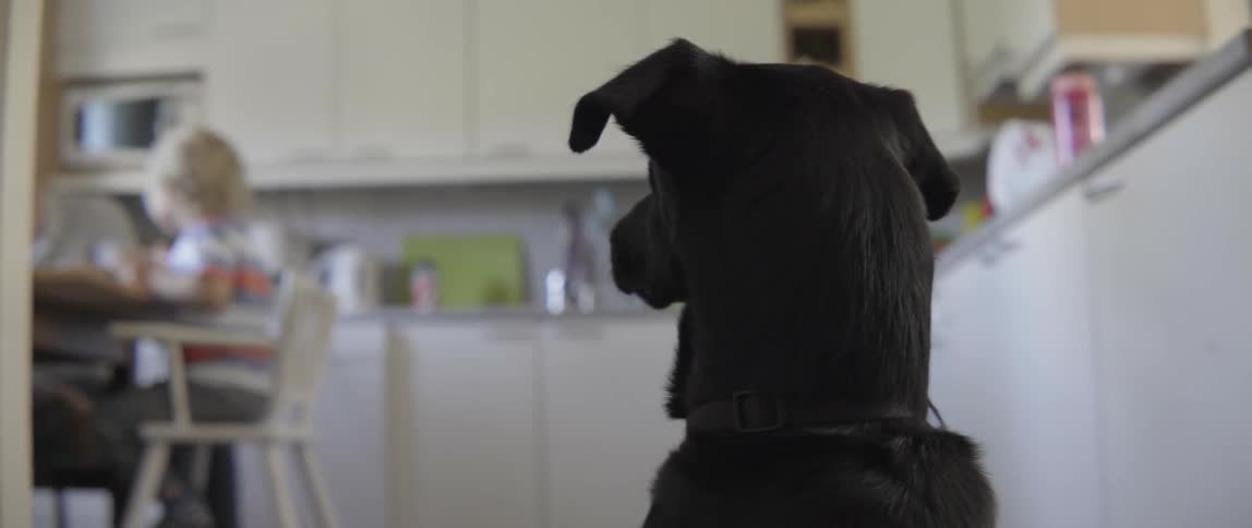Domestic pet dog watching a toddler and parent during a casual indoor lunch.