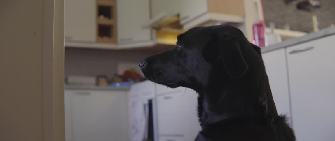 A loyal black pet dog looks around a modern home while observing family activity.