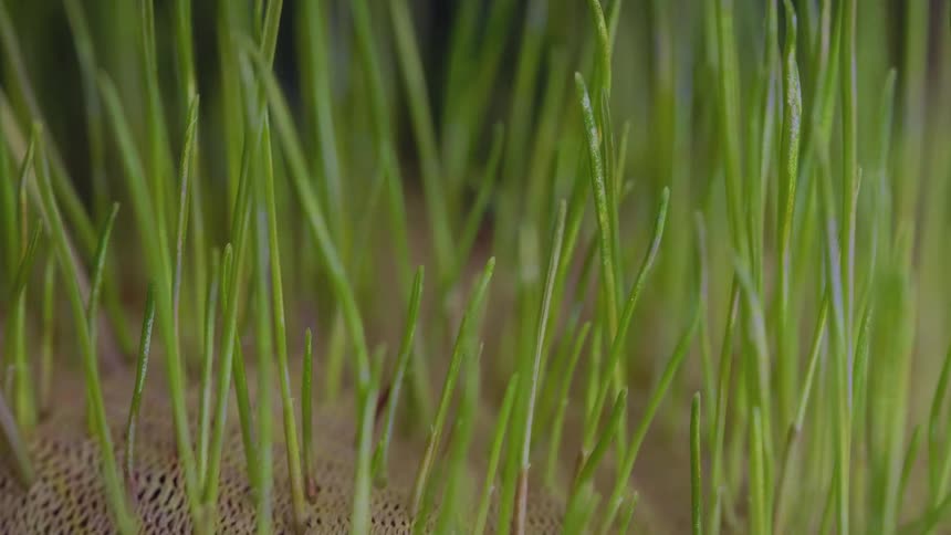 A plant emerges from the soil sprouting fresh green buds