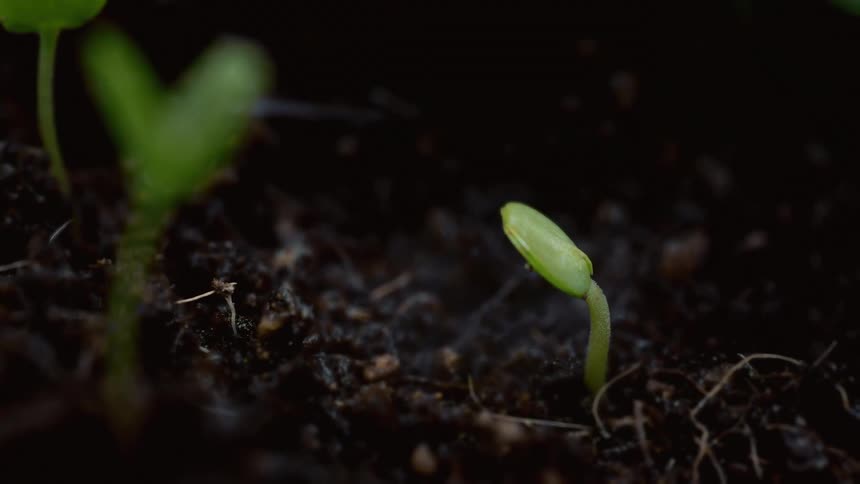 A small green plant stalk pushes up from the dark soil and slowly unfolds a small leaf in the foreground while the leaves of another plant are blurred in the background