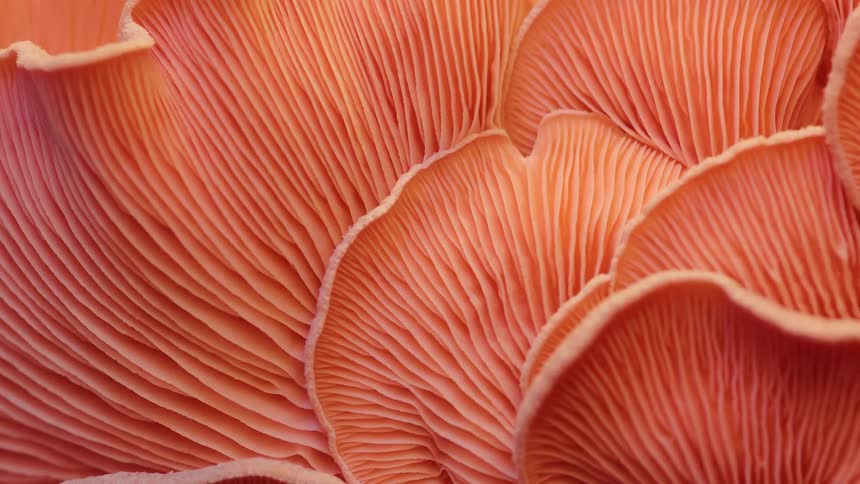 Closeup of orange mushroom gills arranged in wavy layers as they grow