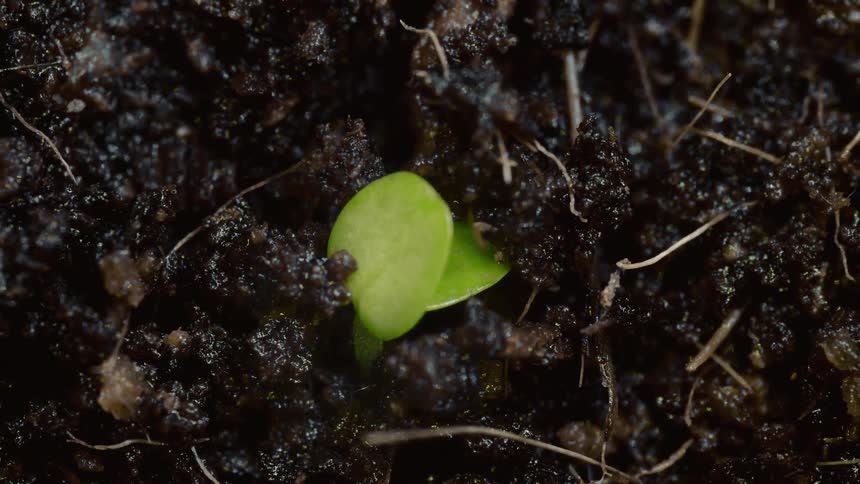 The plant sprouts and grows out of the soil
