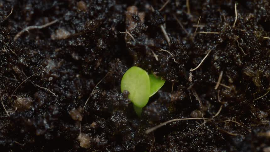 Small green sprout emerging from dark moist soil