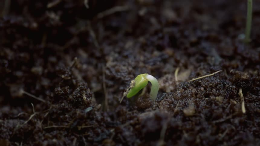 Green sprout emerges from fertile soil in early growth stage