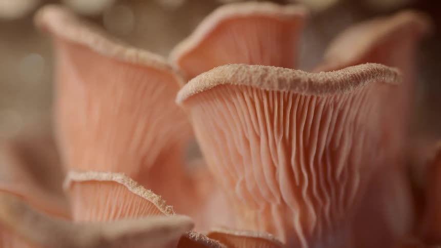 Mushroom gills display delicate structure in growth
