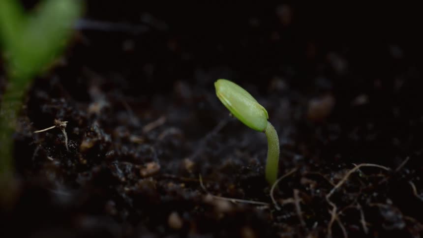 Close up of a green plant sprout emerging from the soil