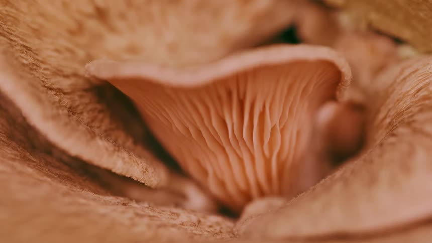 The mushroom rises as it grows