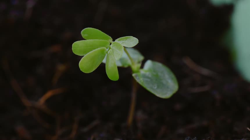 Green leaves sprout from young seedling in dark moist soil