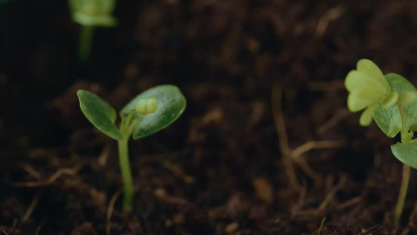 Close up of multiple green plan seedlings on the ground outdoors during daytime