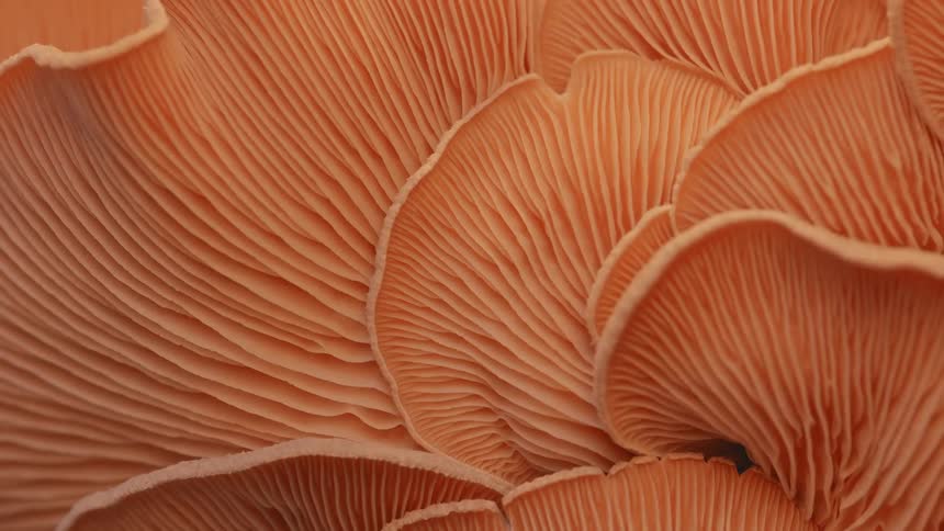 The fungus is slowly growing