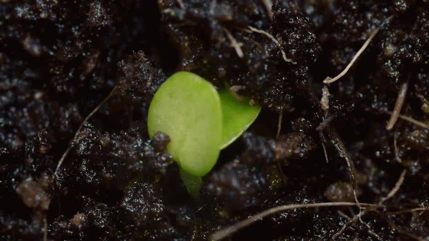A small green seedling slowly pushes through dark dirt and unfurls its first two leaves in a closeup frame