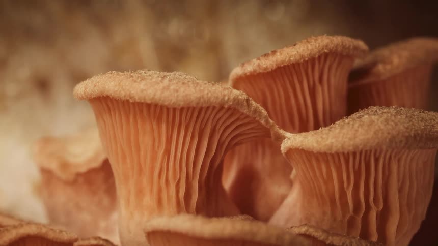 Orange mushrooms with visible gills growing closely together