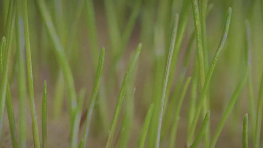Closeup of thin green blades if grass growing vertically over lightcolored soil