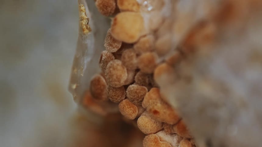 Orange pellets clustered together indicate early stage of fungal growth