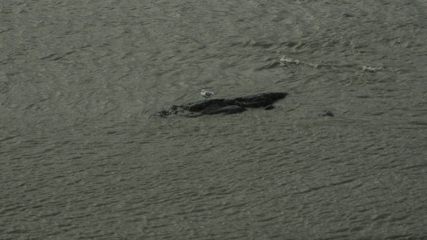 Bird standing on a rock in the middle of the ocean outdoors during day time