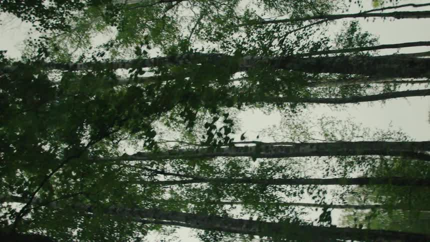 Tall tree trunks and dense foliage forming a natural scene under a cloudy sky