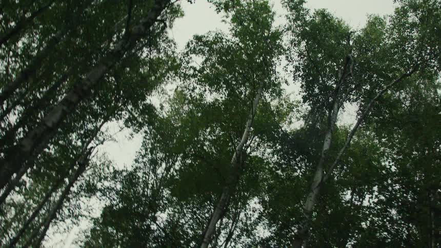 Forest of slender trees stands under an overcast sky on a summer day