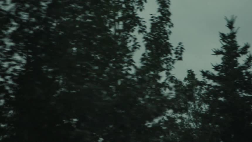 Seaplane flying above tree canopies under a cloudy sky