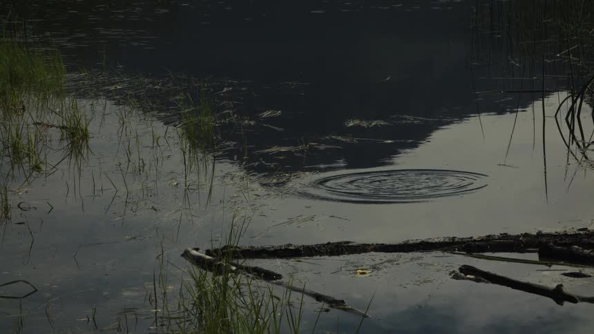 Closeup of calm lake with reeds and floating logs