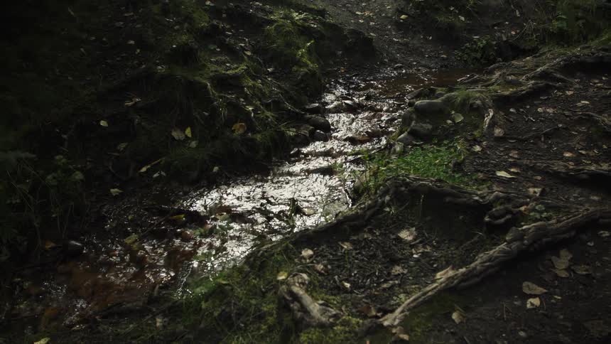 A sunlit stream running along muddy forest path